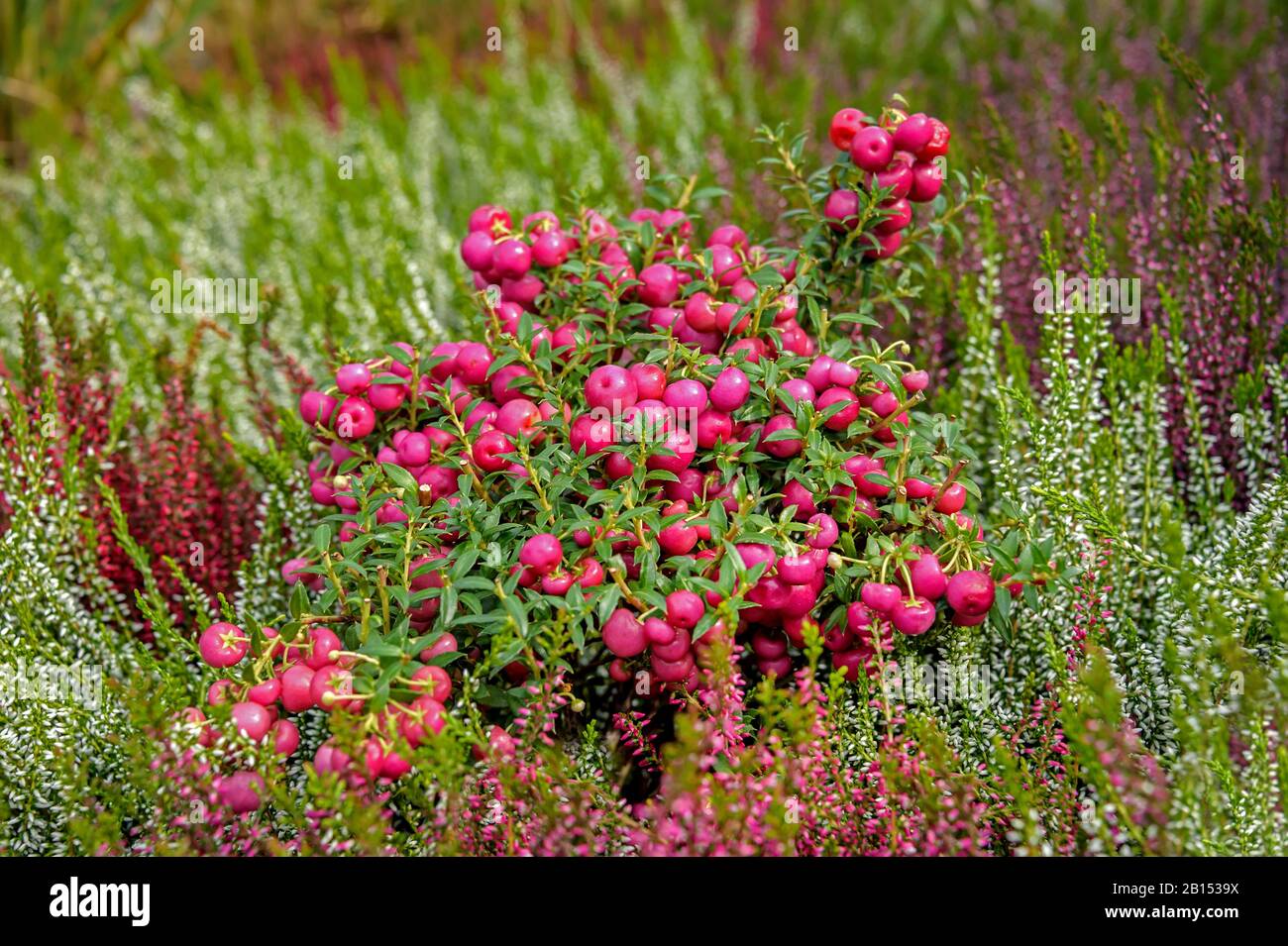 Prickly Heath (Gaultheria mucronata 'Purpurea', Gaultheria mucronata Purpurea, Pernettya mucronata), cultivar Purpurea, Germany, Brandenburg Stock Photo