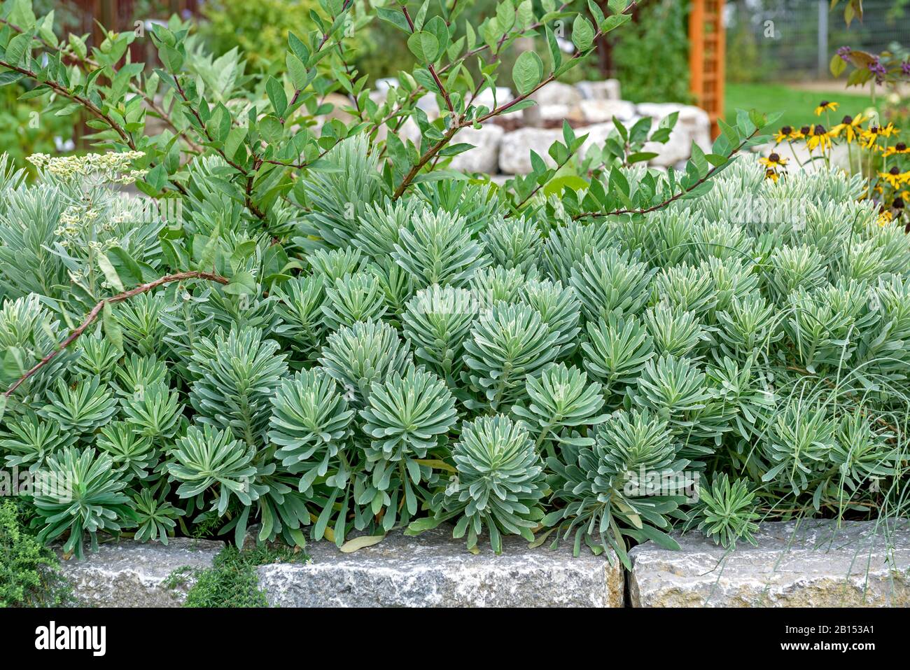 large mediterranean spurge (Euphorbia characias 'Silver Swan', Euphorbia characias Silver Swan), cultivar Silver Swan Stock Photo
