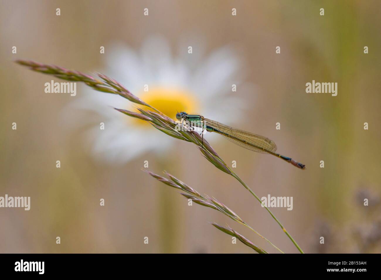 damselflies (Zygoptera), sitting on a grass ear in front of a daiys blossom, side view, Germany, Bavaria Stock Photo