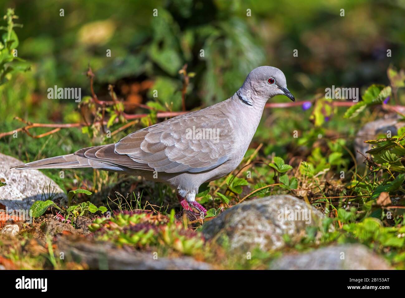 collared dove (Streptopelia decaocto), on forest floor, Germany, Mecklenburg-Western Pomerania Stock Photo