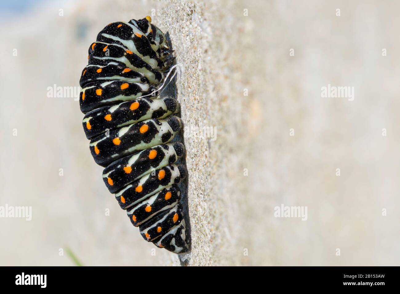 swallowtail (Papilio machaon), caterpillar right before pupation, Germany, Mecklenburg-Western Pomerania Stock Photo