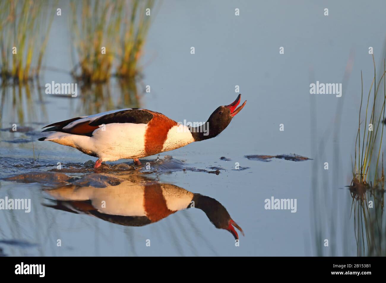 common shelduck (Tadorna tadorna), aggressive behaviour of a female in shallow water, Netherlands Stock Photo