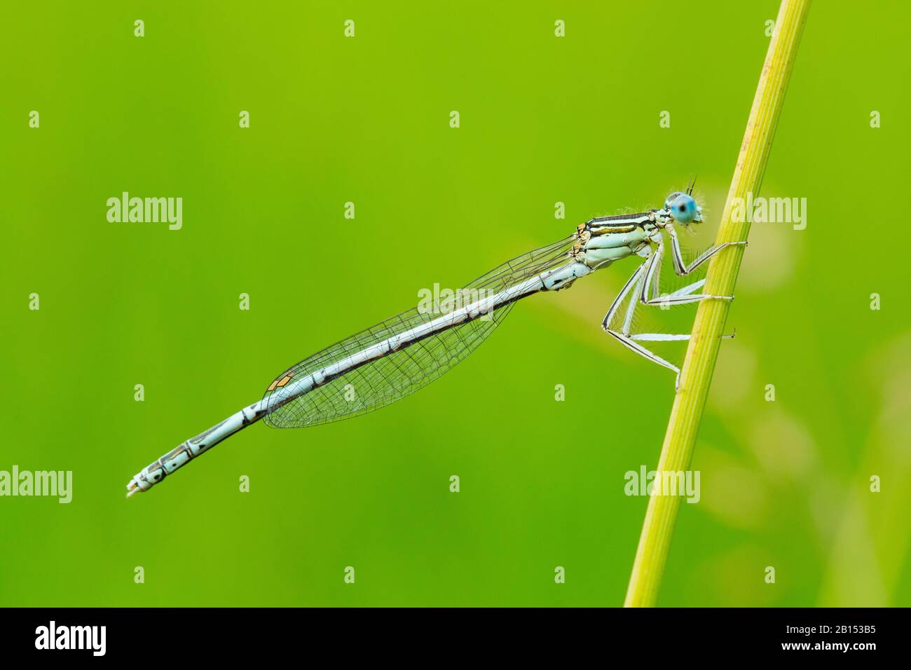 white-legged damselfly (Platycnemis pennipes), male sitting at a stem ...