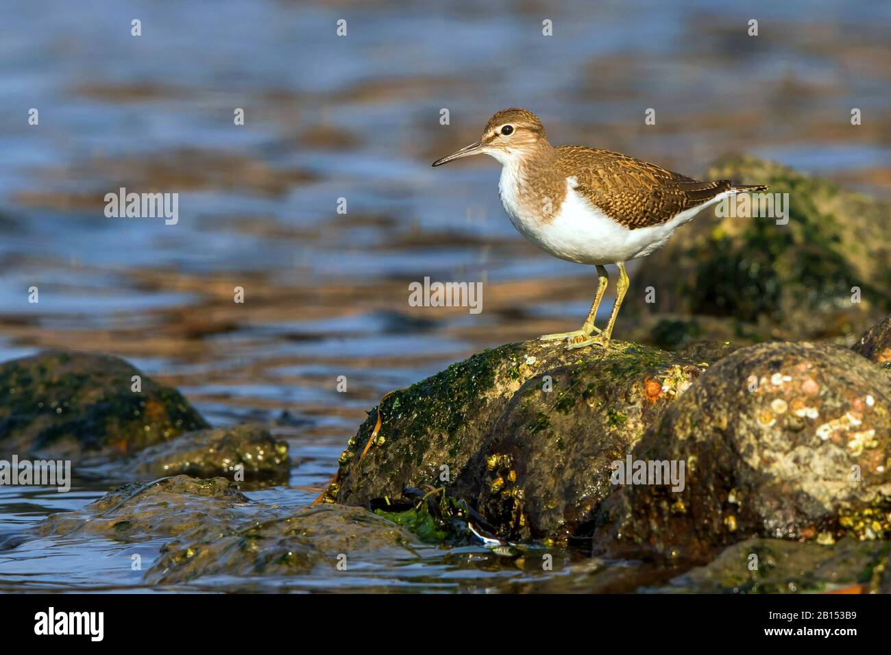 common sandpiper (Tringa hypoleucos, Actitis hypoleucos), sits on a stone on shore, Germany, Mecklenburg-Western Pomerania Stock Photo