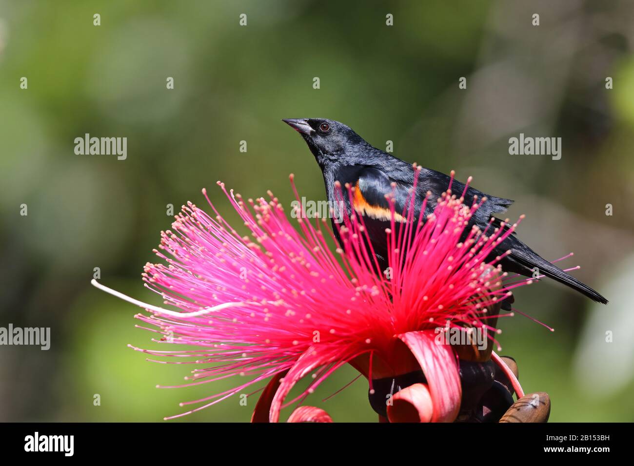 tawny-shouldered blackbird (Agelaius humeralis), sits on a flower of Pseudobombax ellipticum, Cuba Stock Photo