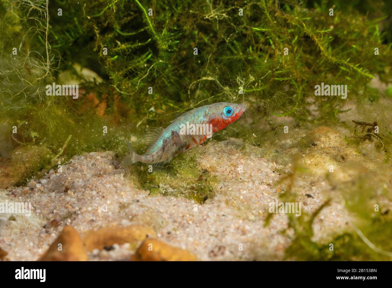 three-spined stickleback (Gasterosteus aculeatus), male sticking sand on the nest with kidney secretion after egg deposition, Germany Stock Photo