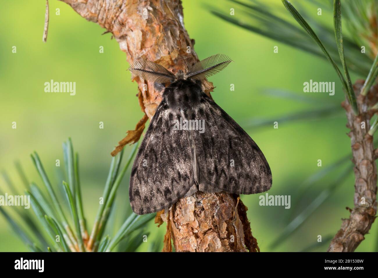 black arches (Lymantria monacha), male on pine branch, Germany Stock Photo