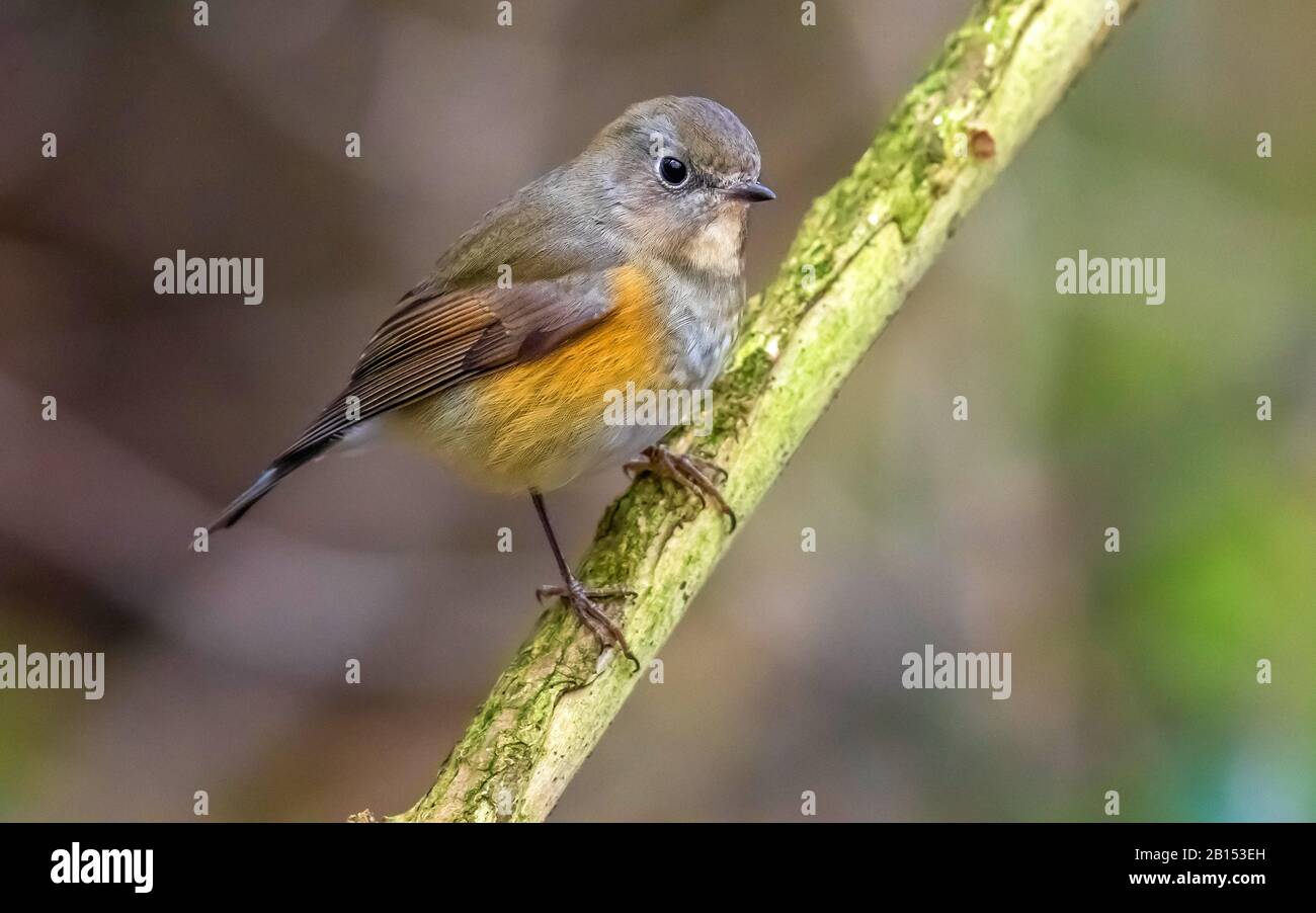 Red-flanked bluetail, Red-flanked bluetail (Tarsiger cyanur…