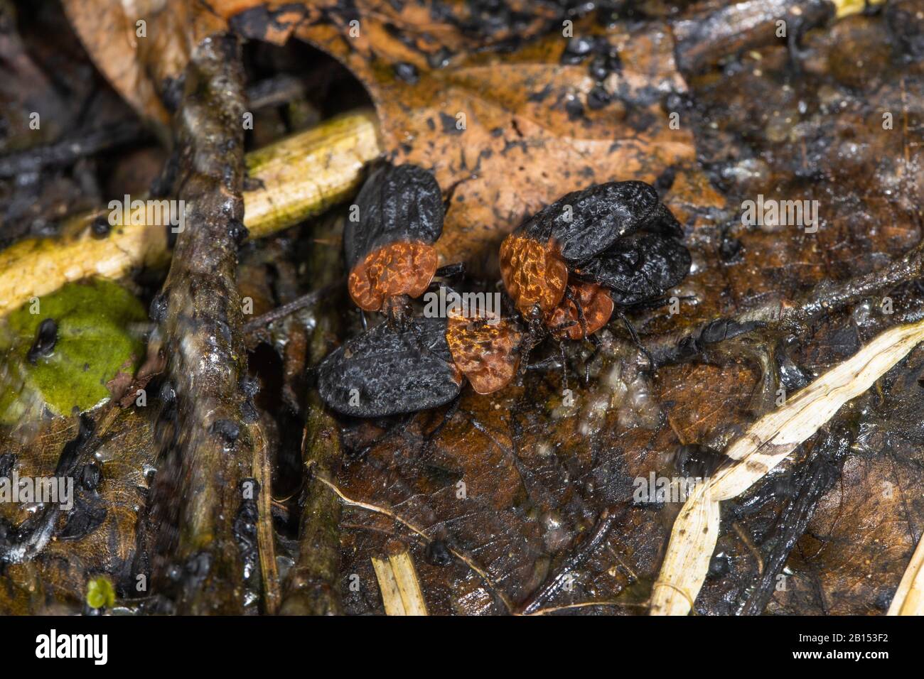 red-breasted carrion beetle (Oiceoptoma thoracica, Oiceoptoma thoracicum, Oeceoptoma thoracicum), silphids feeding dried grass frog spawn clumps, Germany, Bavaria Stock Photo