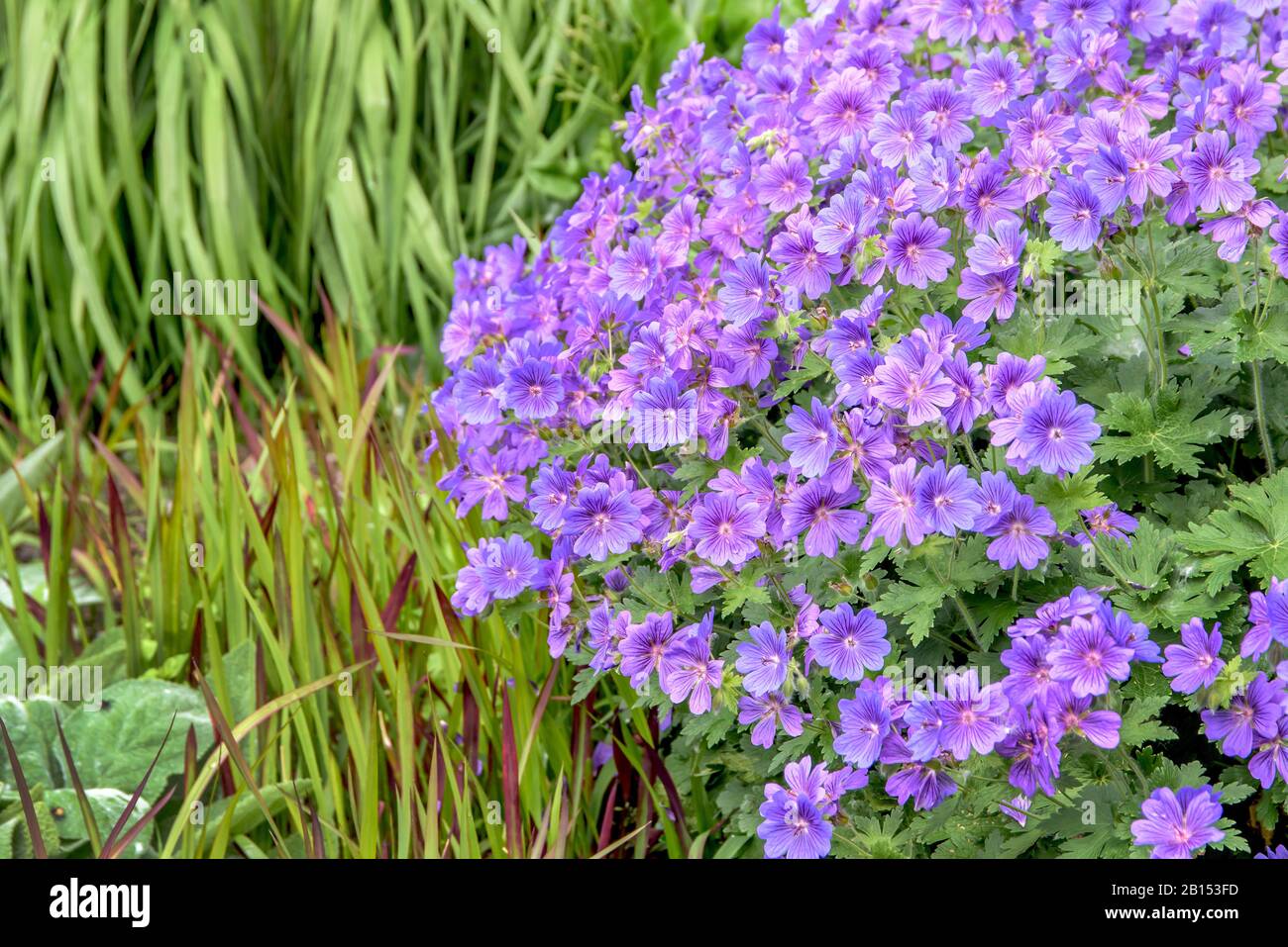 geraniums (Geranium x magnificum 'Rosemoor', Geranium x magnificum Rosemoor), cultivar Rosemoor Stock Photo