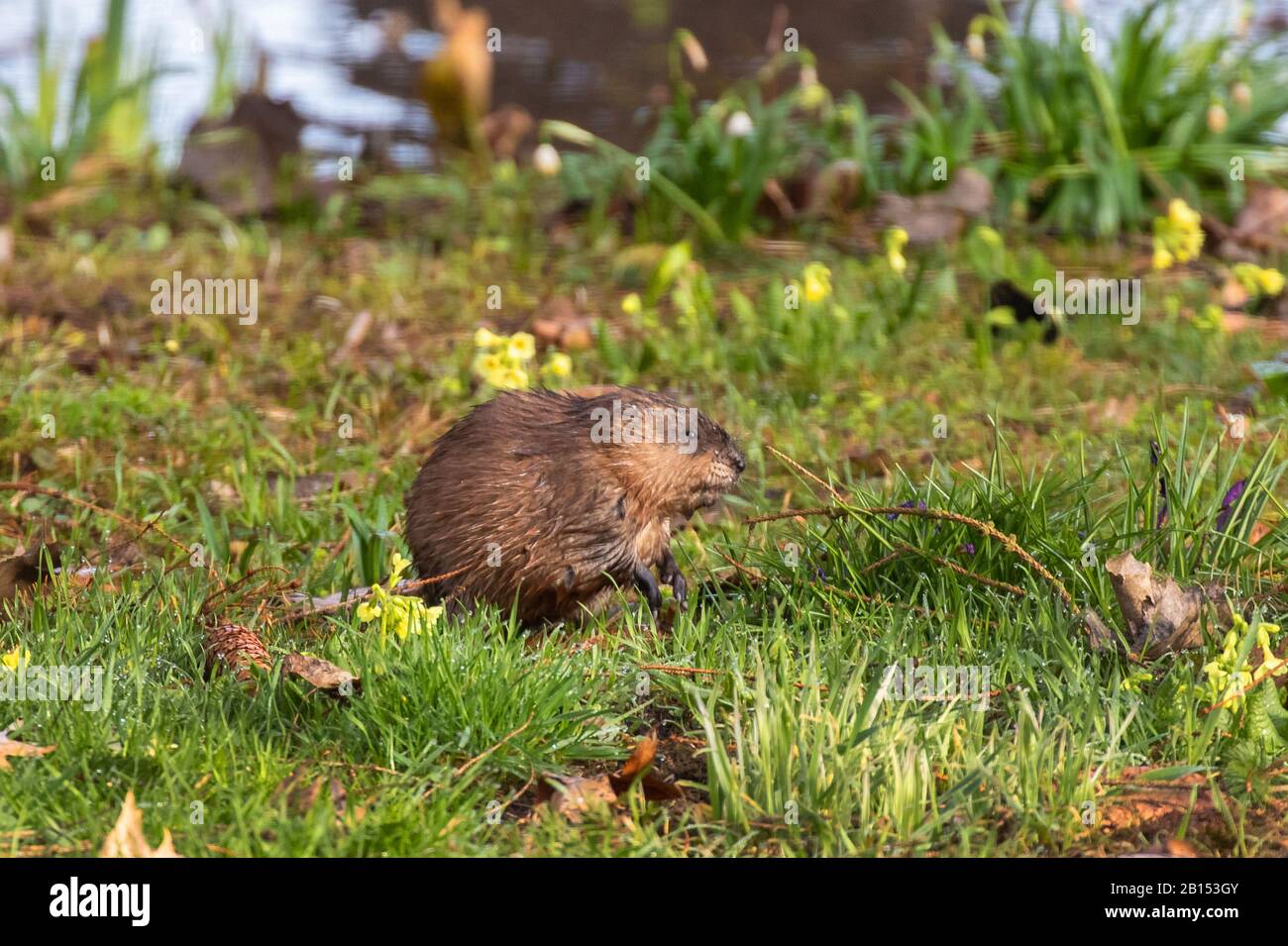 muskrat (Ondatra zibethicus), sitting in a spring meadow with primroses, side view, Germany, Bavaria Stock Photo