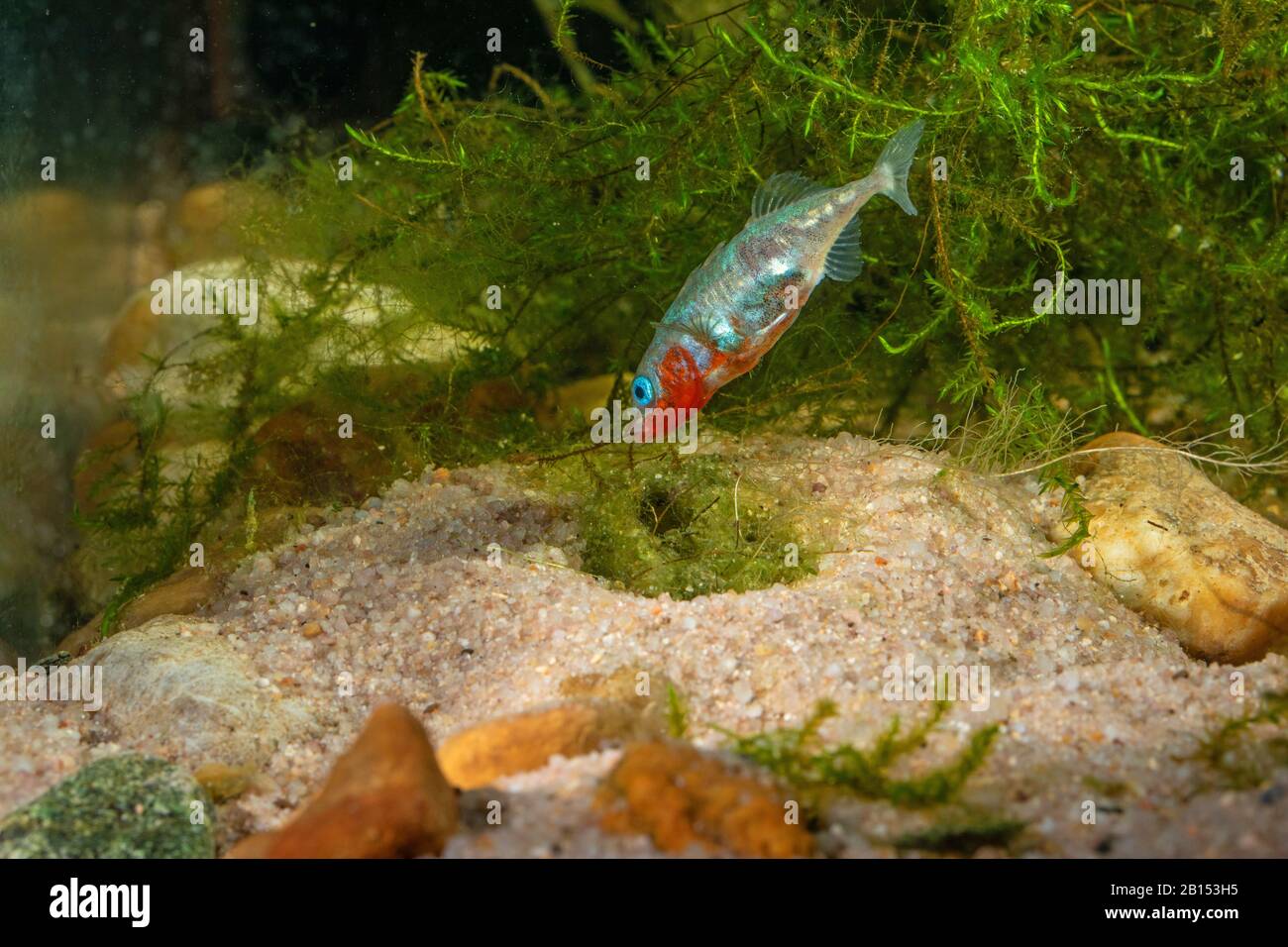 three-spined stickleback (Gasterosteus aculeatus), male constructing the nest after egg deposition, Germany Stock Photo