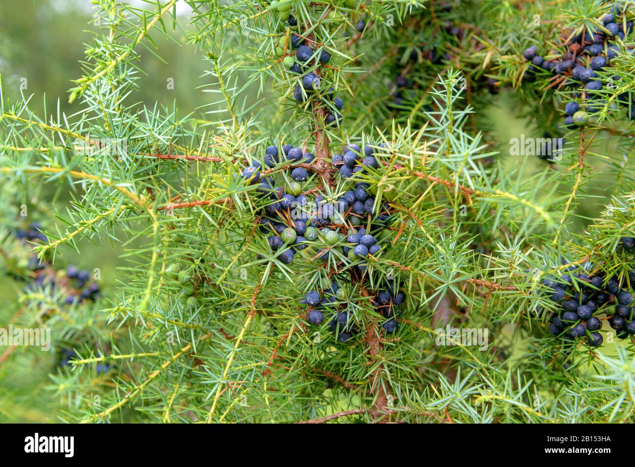 Common juniper, Ground juniper (Juniperus communis), with berries, Germany, Baden-Wuerttemberg Stock Photo