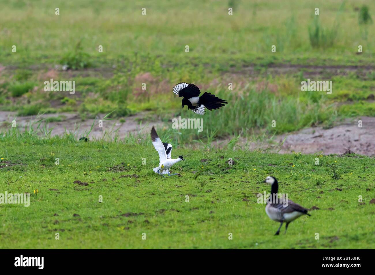 black-billed magpie (Pica pica), hunting an avocet chick, Netherlands, Texel, NSG Dijkmanshuizen Stock Photo