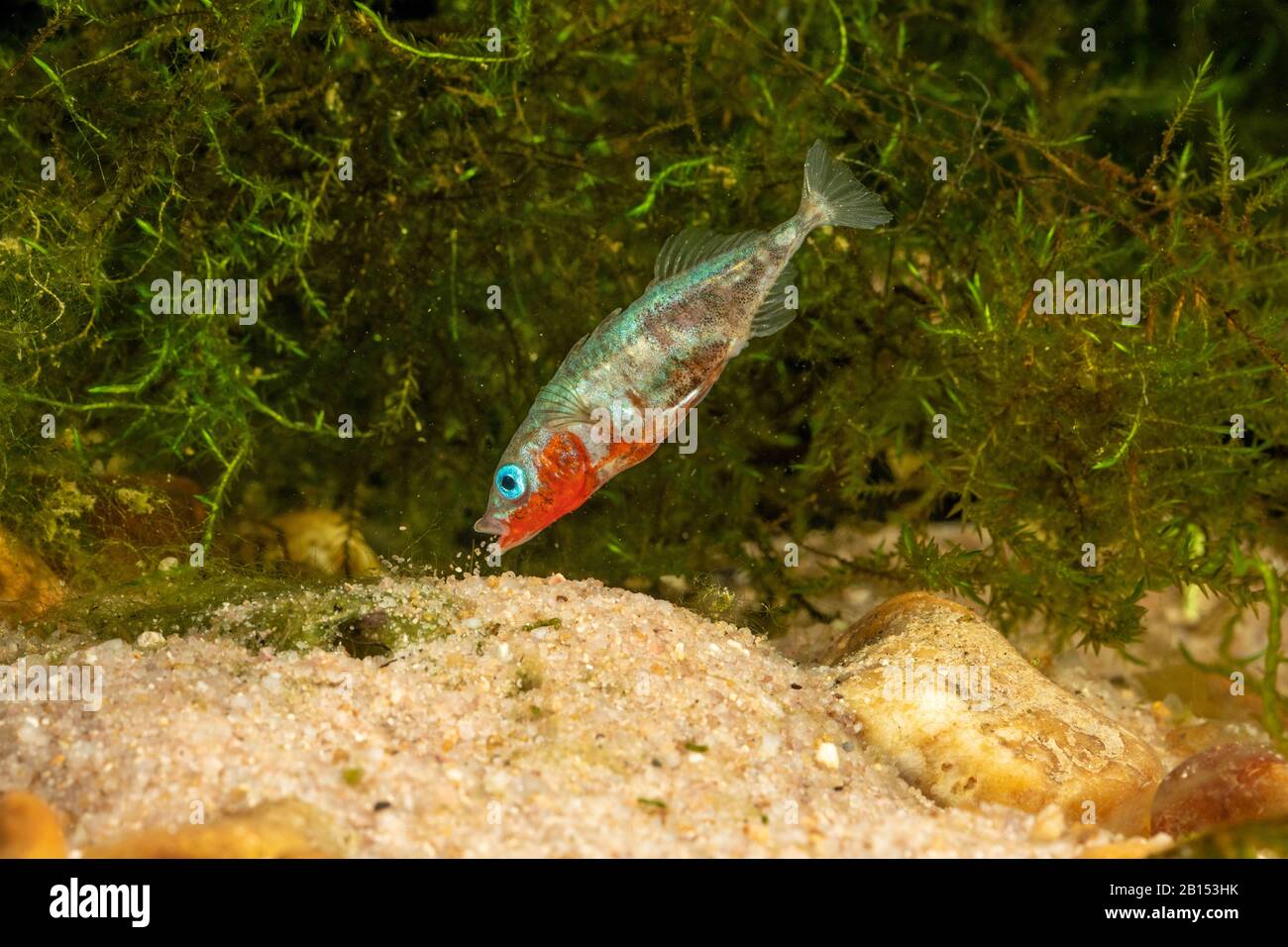 three-spined stickleback (Gasterosteus aculeatus), male covering the nest with sand after egg deposition, Germany Stock Photo