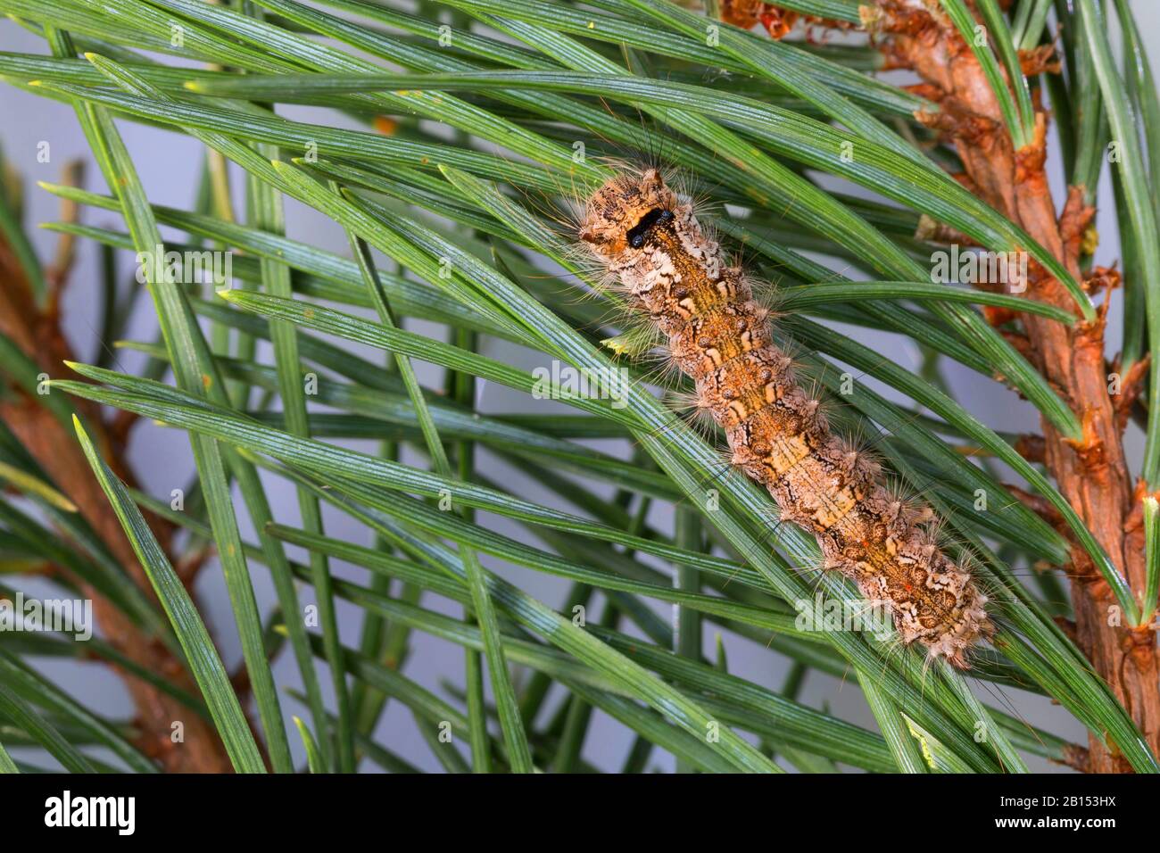 black arches (Lymantria monacha), caterpillar feeds on pine, Germany Stock Photo