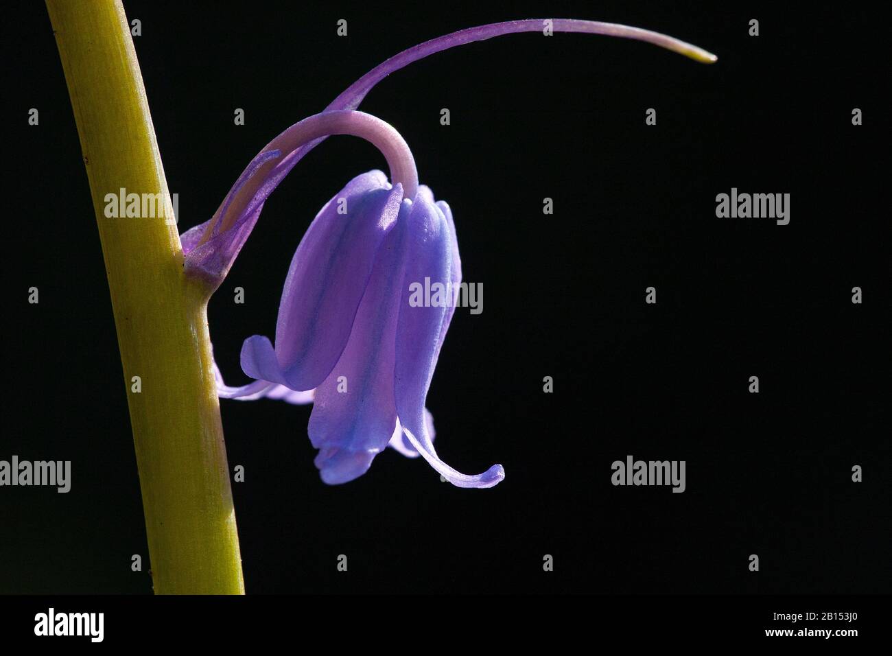 Atlantic bluebell (Hyacinthoides spec.), single flower, Netherlands, Frisia Stock Photo