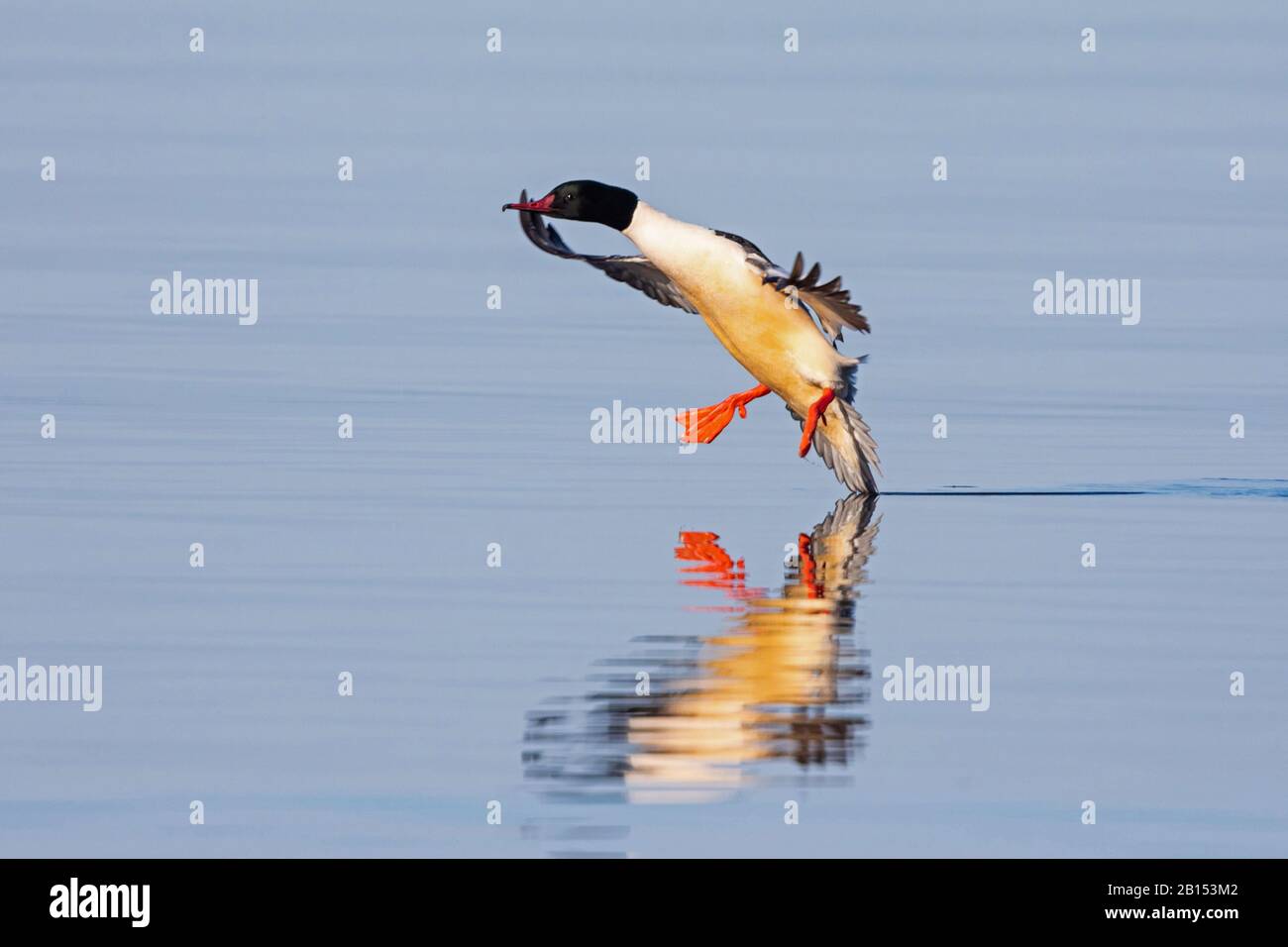 goosander (Mergus merganser), male on approach on the water surface, side view, Germany, Bavaria Stock Photo