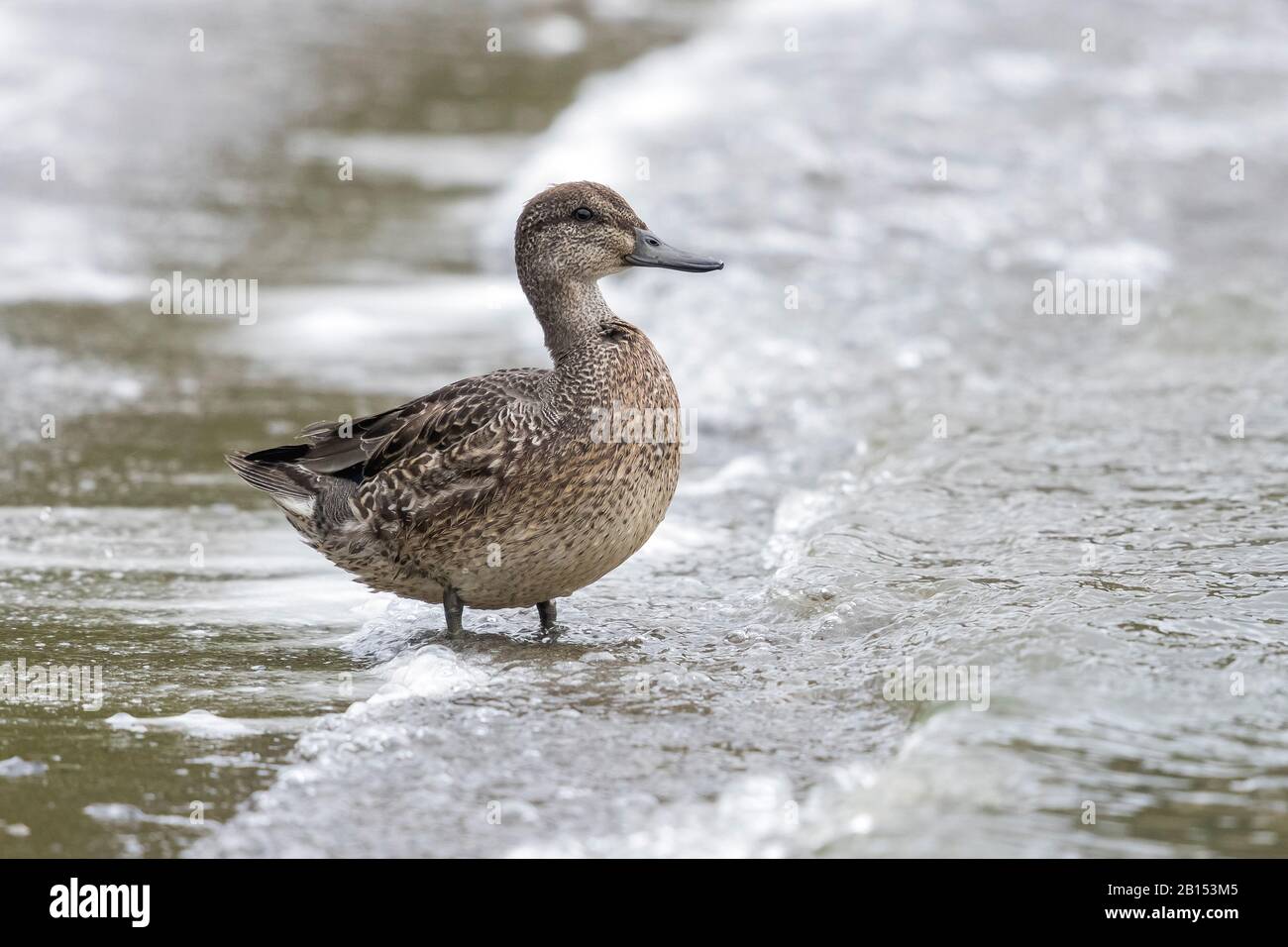 North American Green-winged teal (Anas crecca carolinensis, Anas carolinensis), drake on the beach, Azores Stock Photo