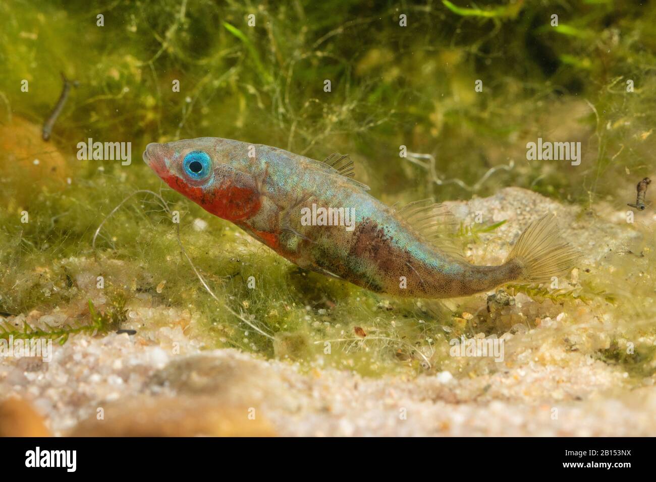 three-spined stickleback (Gasterosteus aculeatus), male sticking sand on the nest with kidney secretion after egg deposition, Germany Stock Photo