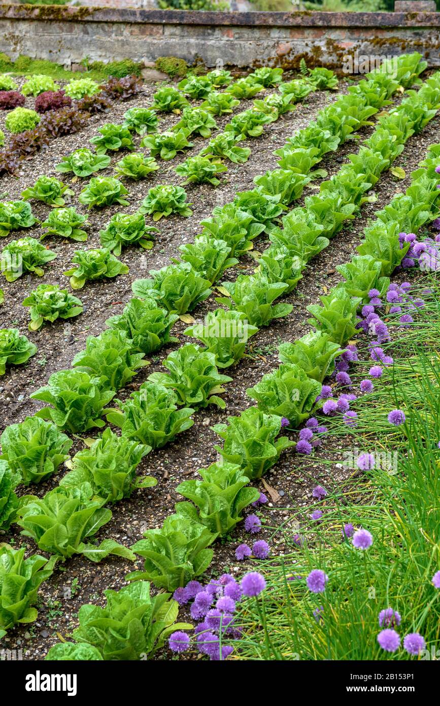 garden lettuce (Lactuca sativa), in a garden, United Kingdom, England