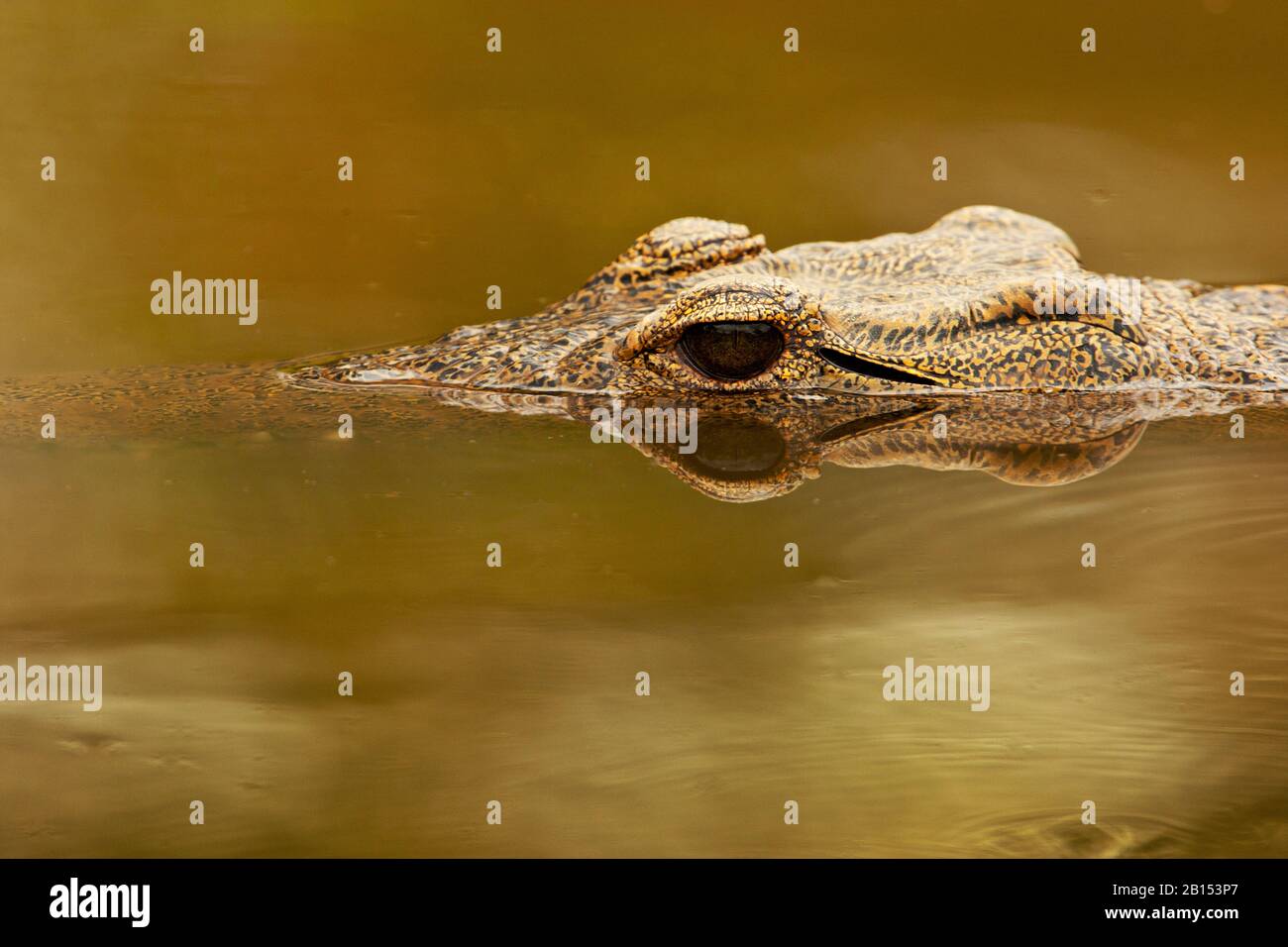 Nile crocodile (Crocodylus niloticus), portrait, at the water surface, South Africa, Mpumalanga, Kruger National Park Stock Photo
