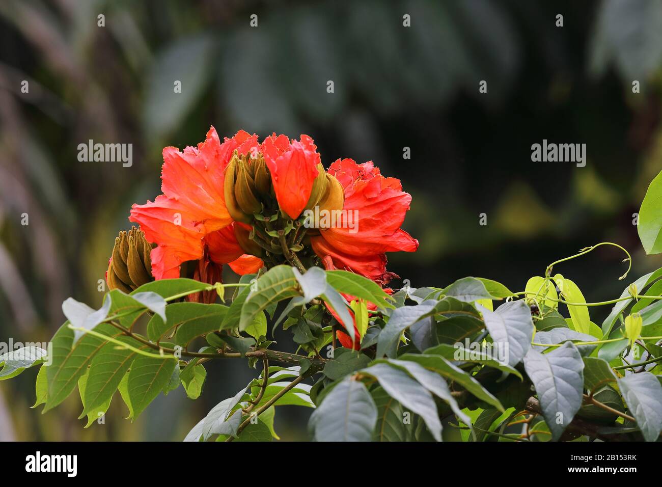 flame tree (Spathodea campanulata), blooming, Cuba Stock Photo
