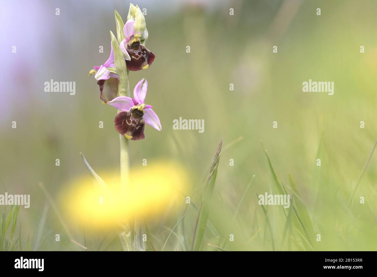 later spider orchid (Ophrys holoserica, Ophrys holosericea, Ophrys fuciflora), blooming, Belgium Stock Photo