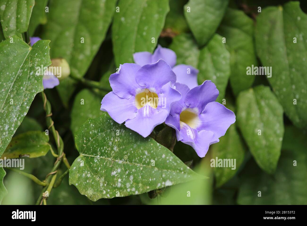 Bengal clockvine, Bengal trumpet, blue skyflower, blue thunbergia, blue trumpetvine, clockvine, skyflower, skyvine (Thunbergia grandiflora), blooming, Cuba Stock Photo