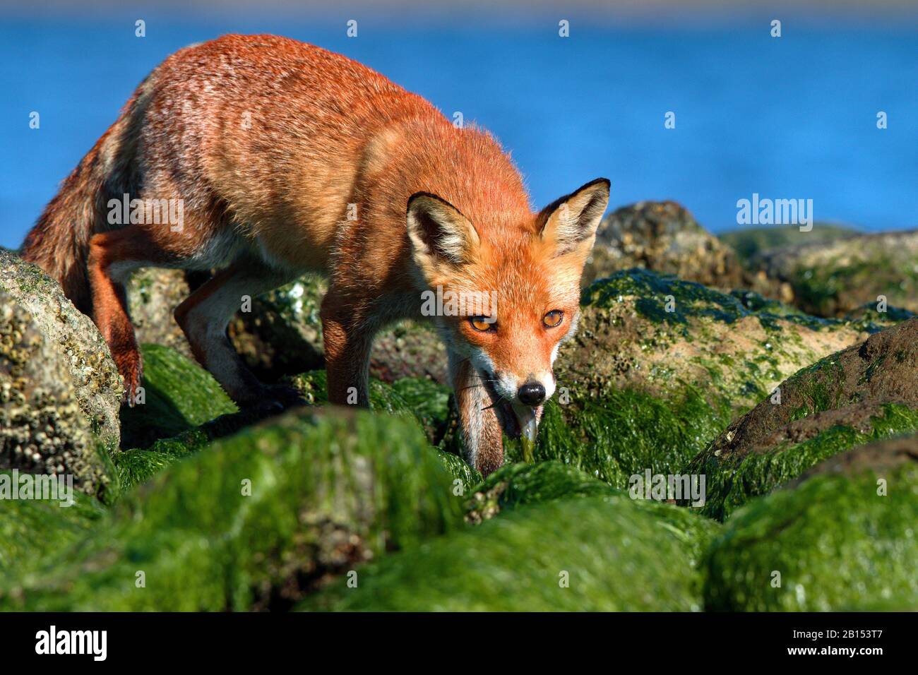 red fox (Vulpes vulpes), with caught fish, Germany, Mecklenburg-Western Pomerania Stock Photo
