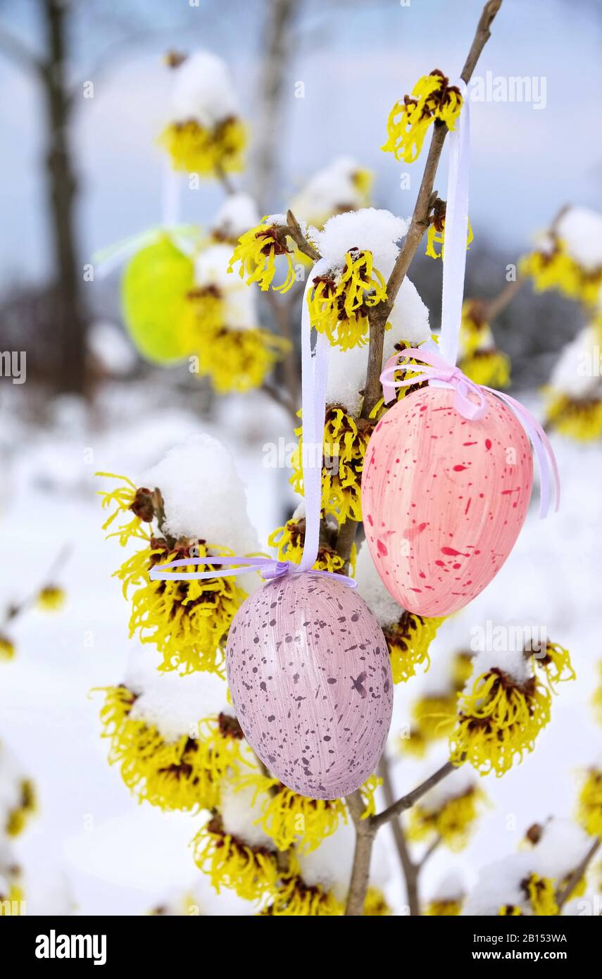Osterstrauch garten hires stock photography and images Alamy