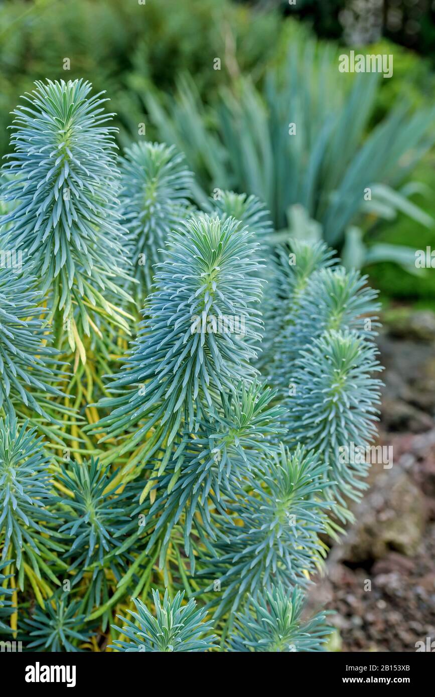 large mediterranean spurge (Euphorbia characias subsp. wulfenii, Euphorbia characias wulfenii), branches, Germany, Lower Saxony Stock Photo