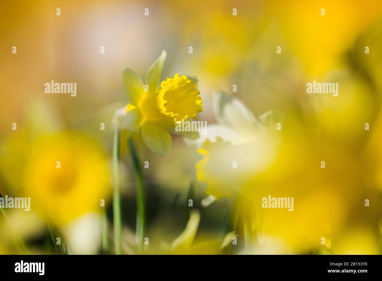 common daffodil (Narcissus pseudonarcissus), blooming, Netherlands, Frisia Stock Photo