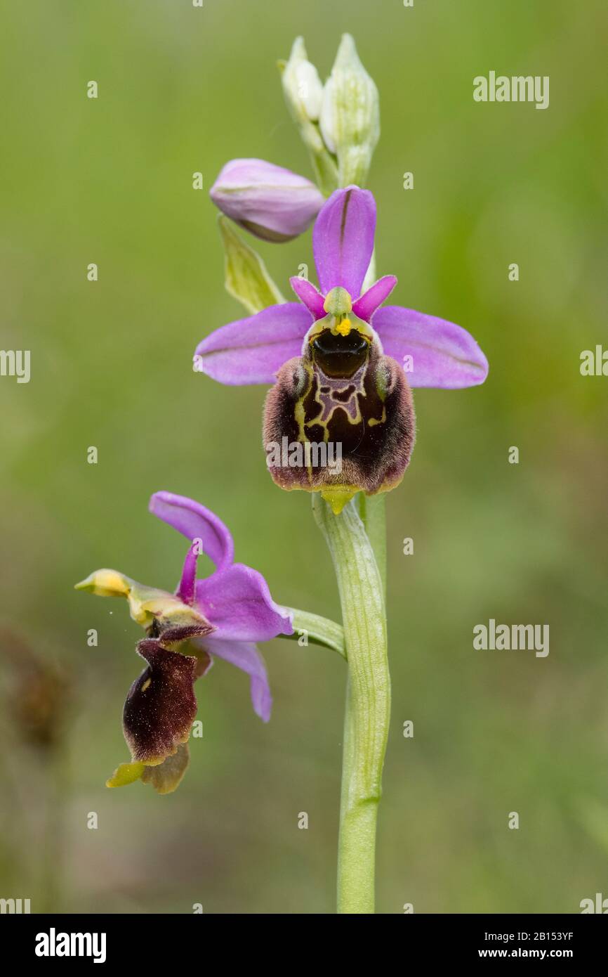 later spider orchid (Ophrys holoserica, Ophrys holosericea, Ophrys fuciflora), blooming, Belgium Stock Photo