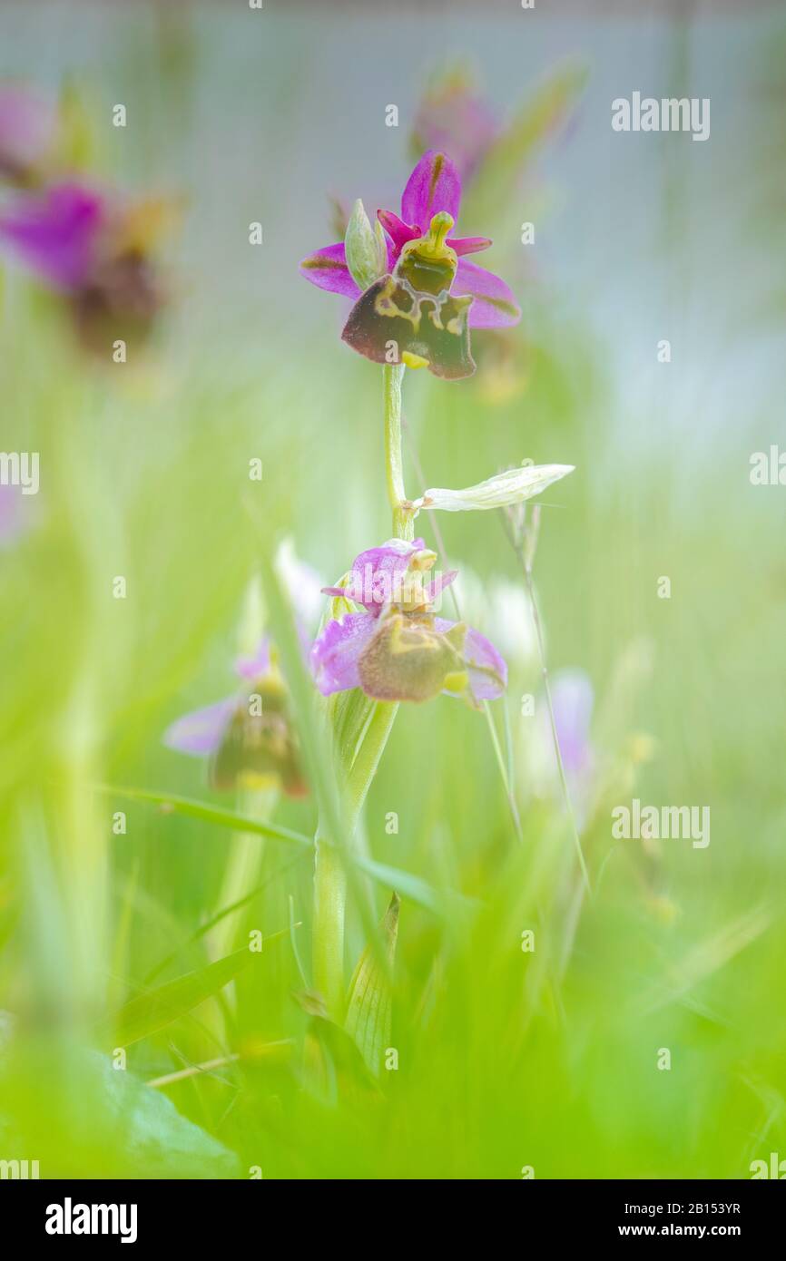 later spider orchid (Ophrys holoserica, Ophrys holosericea, Ophrys fuciflora), blooming, Belgium Stock Photo