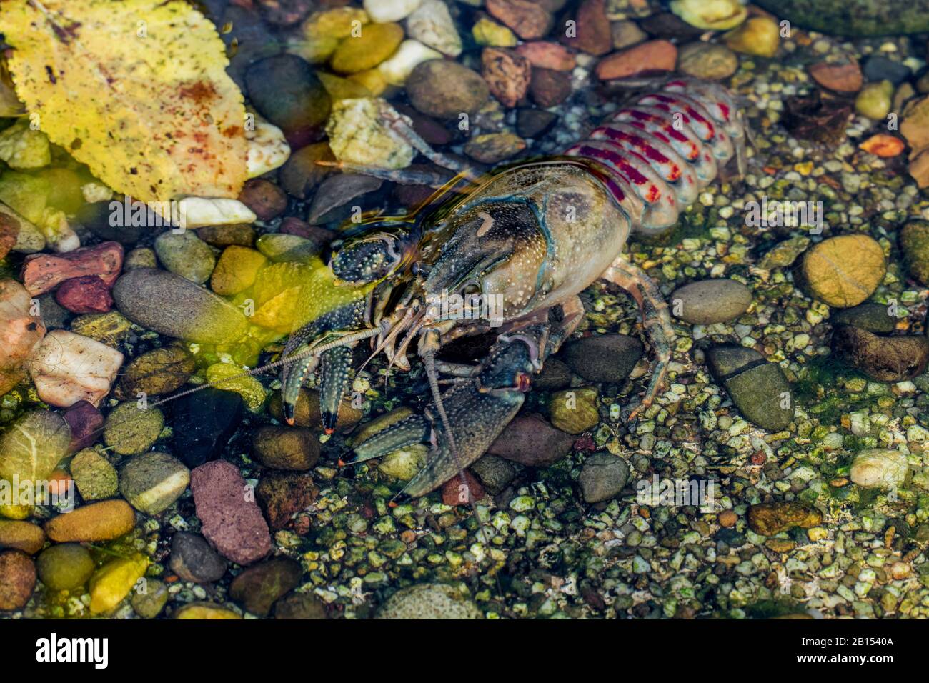 Spinycheek crayfish, American crayfish, American river crayfish, Striped crayfish (Orconectes limosus, Cambarus affinis), on the ground, Germany, Mecklenburg-Western Pomerania Stock Photo