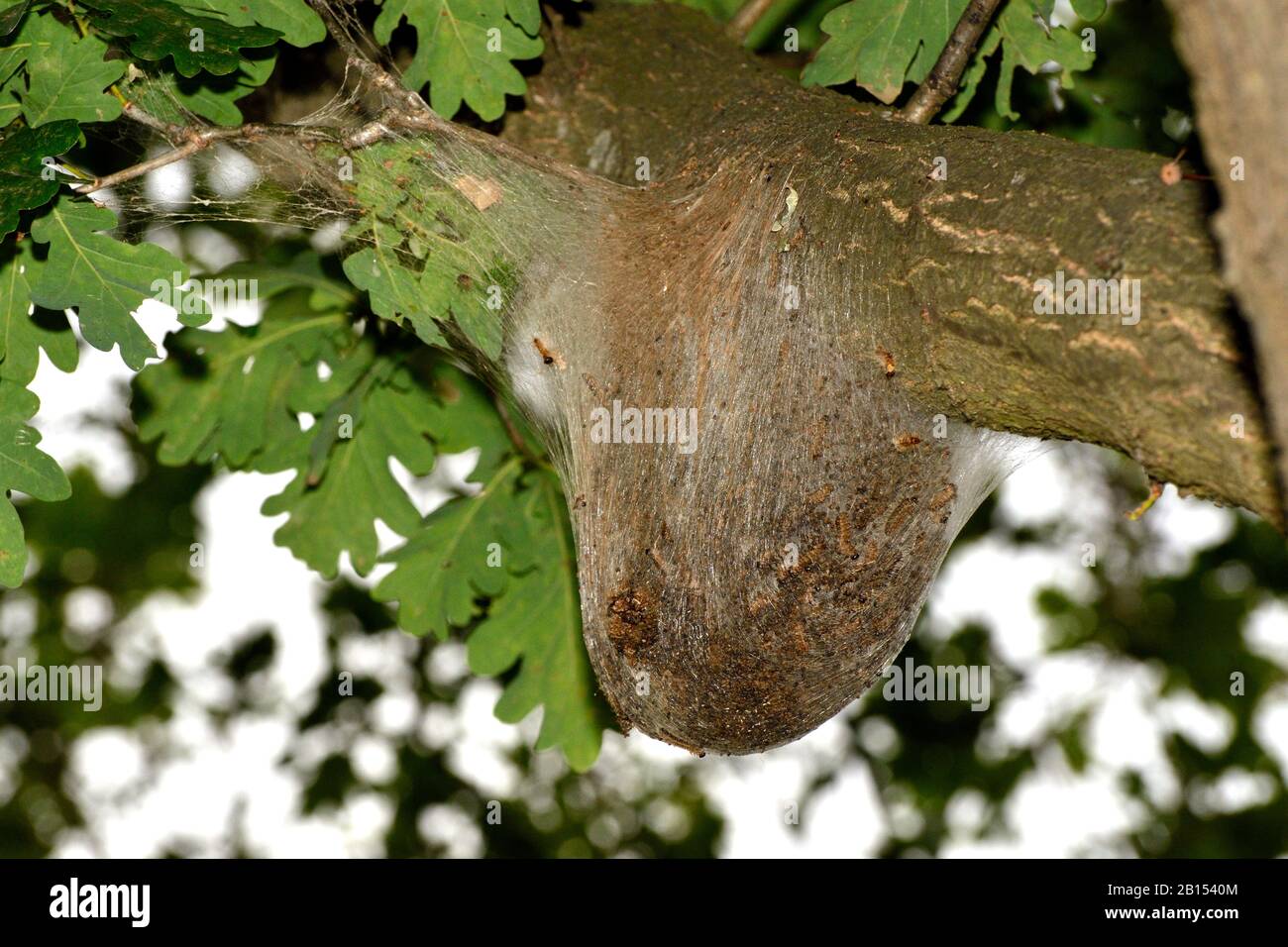 oak processionary moth (Thaumetopoea processionea), nest on an oak tree, Germany, North Rhine-Westphalia, Ruhr Area, Dortmund Stock Photo