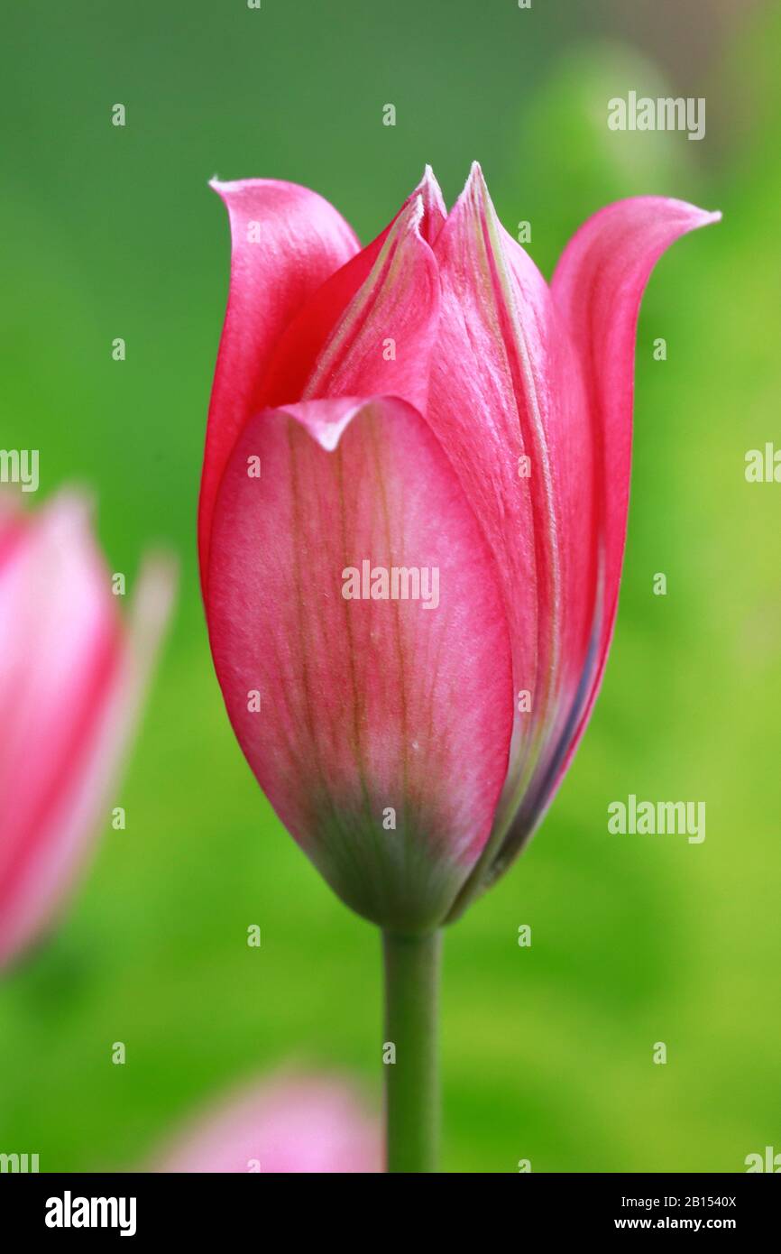 Wild Tulip (Tulipa spec.), wild tulip im Garten Stock Photo