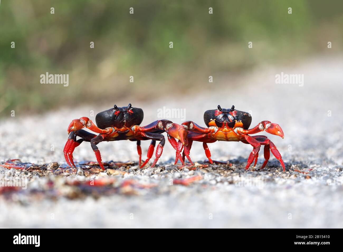 Red caribbean crab hi-res stock photography and images - Alamy
