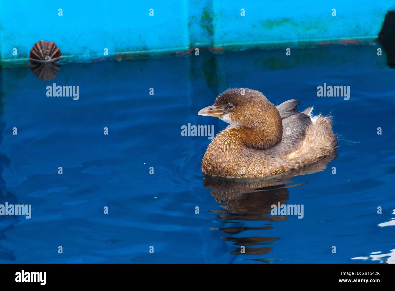 pied-billed grebe (Podilymbus podiceps), swimming, Azores, Terceira Stock Photo