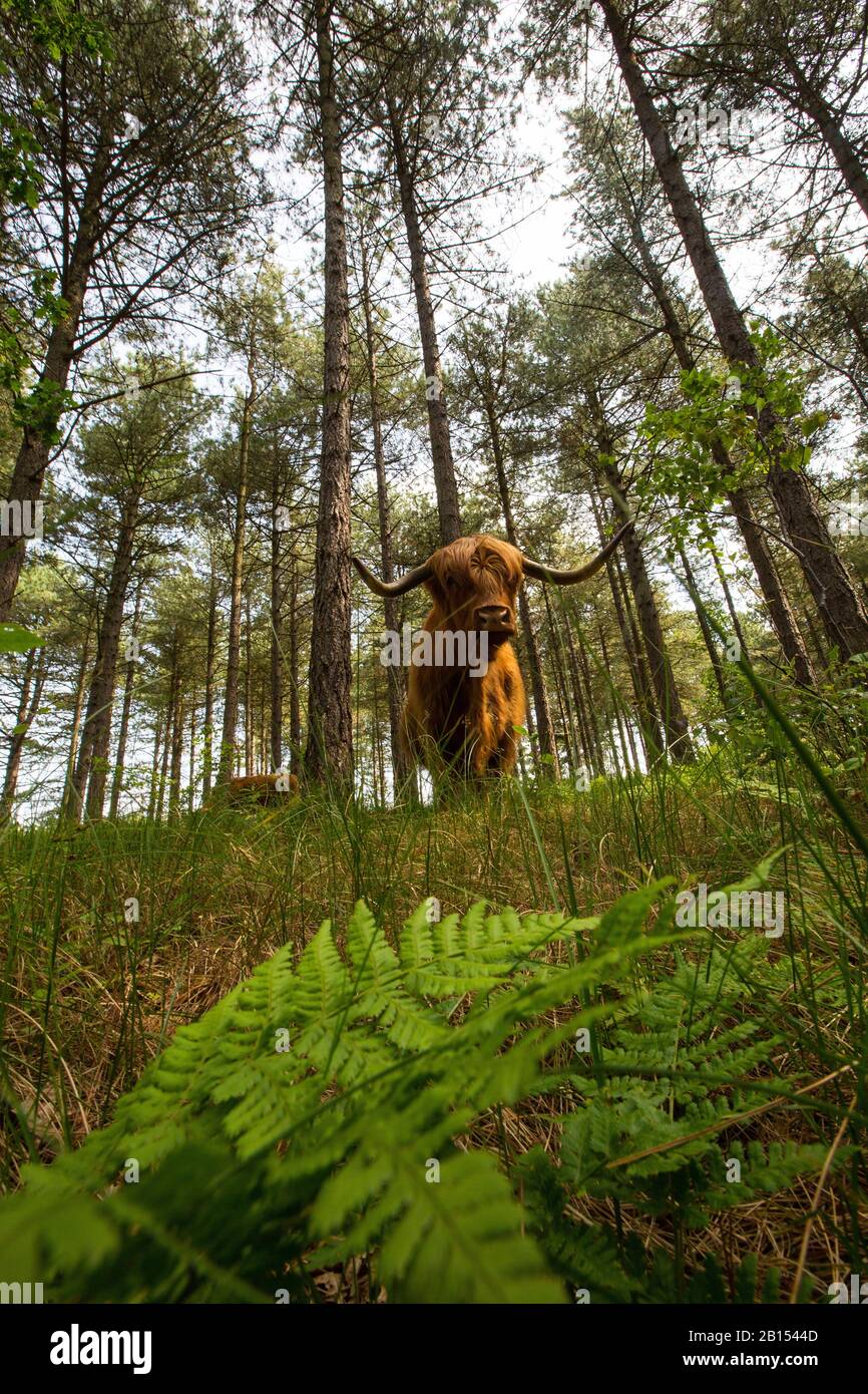 Scottish Highland Cattle, Kyloe, Highland cow, Heelan coo (Bos primigenius f. taurus), standing in a forest in a water catchment area, front view, Netherlands, Northern Netherlands, Noordhollands duinreservaat, Bergen aan zee Stock Photo