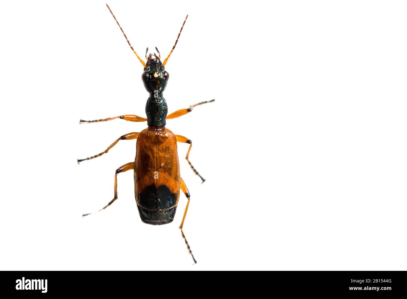 ground beetle (Odacantha melanura), cutout, Netherlands Stock Photo