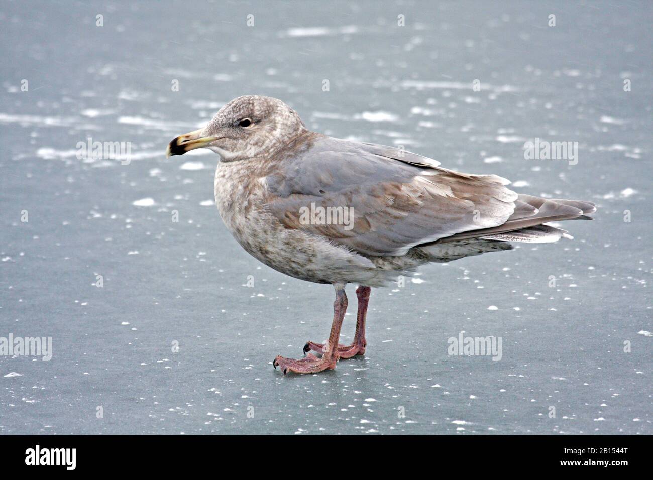 glaucous-winged gull (Larus glaucescens), juvenile glaucous-winged gull wintering in Japan, Japan Stock Photo