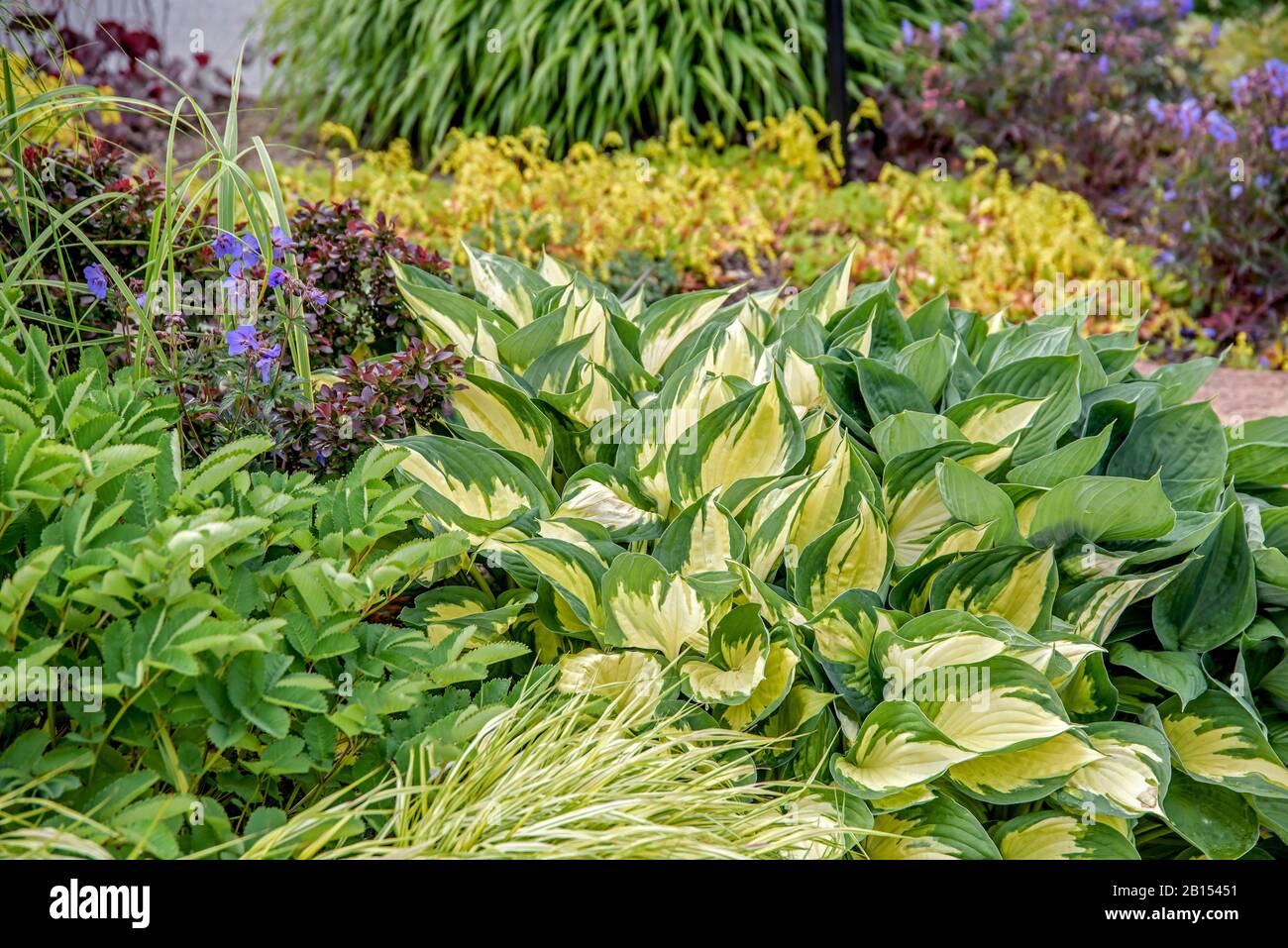 Plantain lily (Hosta Morning Light), cultivar Morning Light Stock Photo