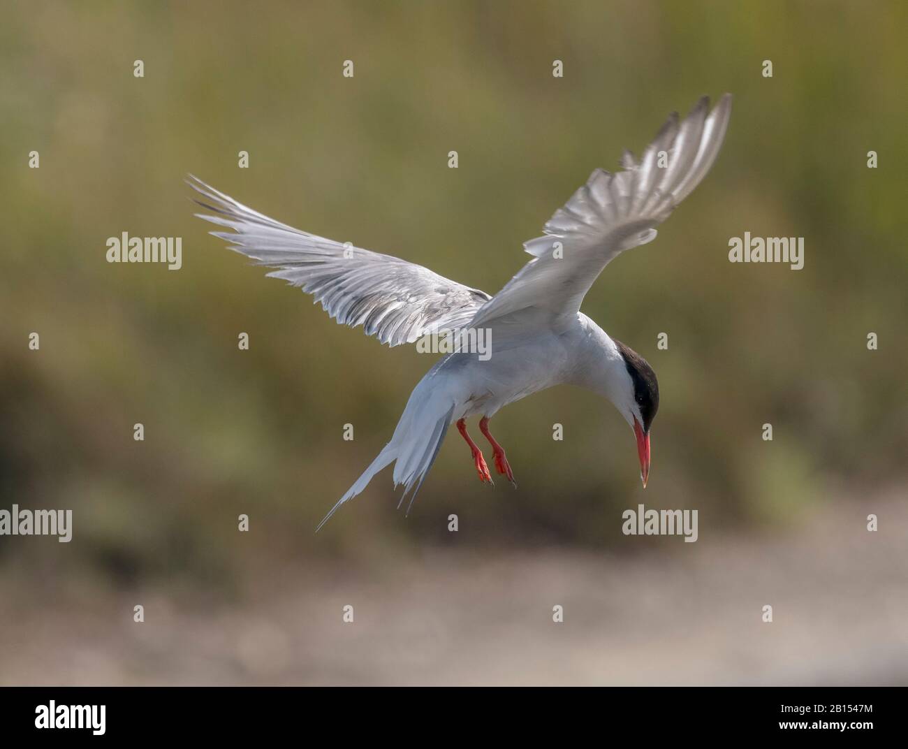 Common tern, Sterna hirundo in flight at breeding colony. Stock Photo