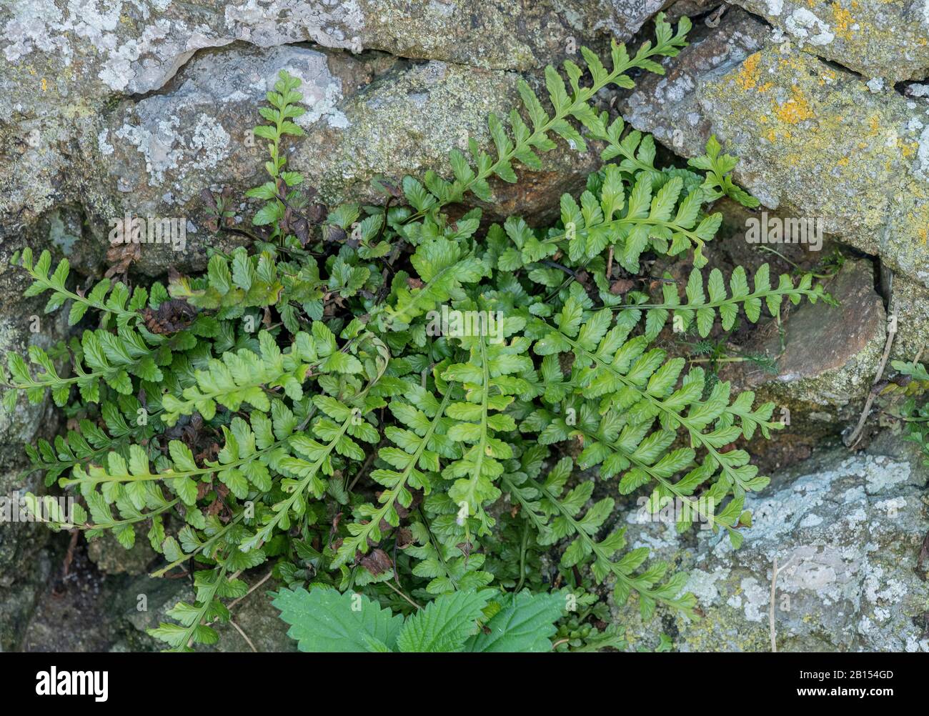 A type of fern, Sea spleenwort, Asplenium marinum, growing among rocks by the sea. Stock Photo