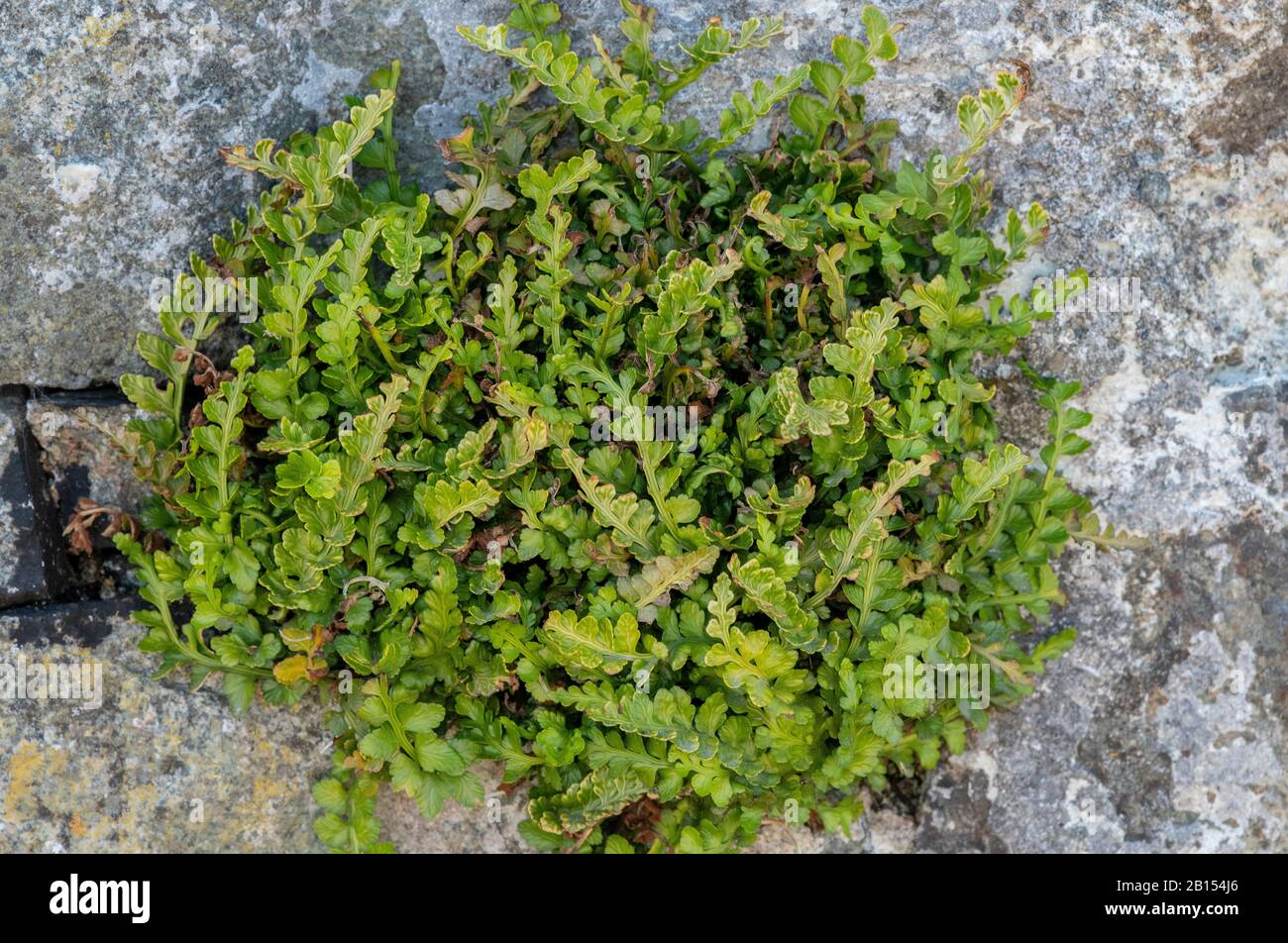 A type of fern, Sea spleenwort, Asplenium marinum, growing among rocks by the sea. Stock Photo