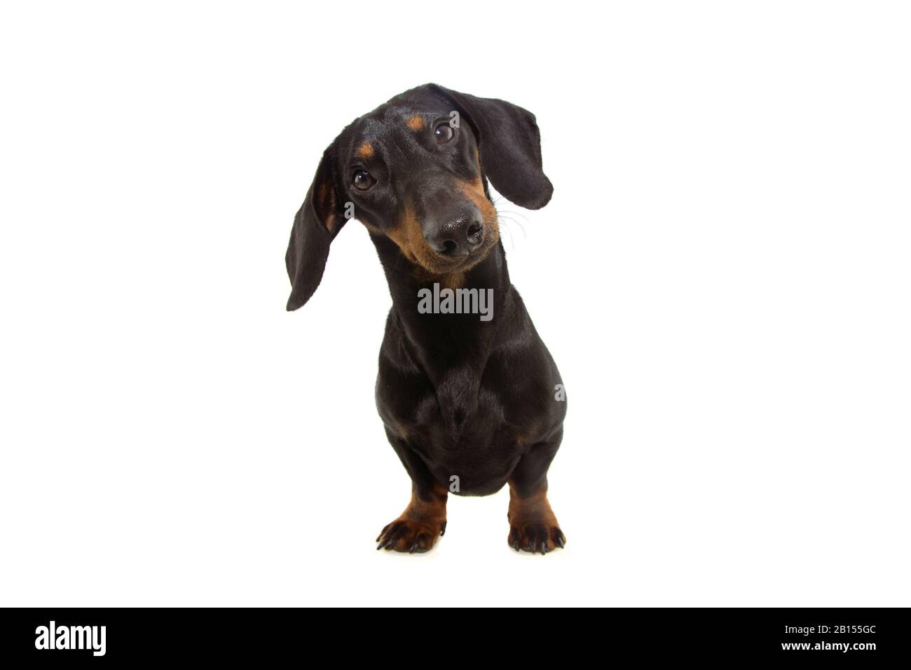 Portrait dachshund dog puppy with big ears tilting head side. Isolated on white bacground Stock