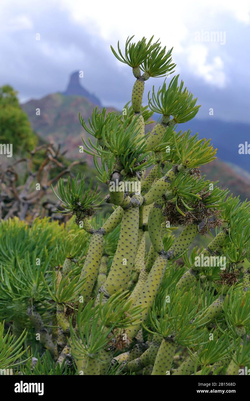 Euphorbia bush (Euphorbia sp.), Roque Nublo in the background, Gran Canaria, Canary Islands, Spain Stock Photo