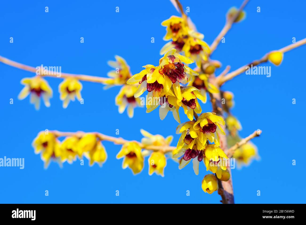 Chimonanthus praecox with yellow flowers is blooming in winter Stock Photo